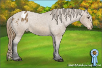 Horse Color:Buckskin Varnish 