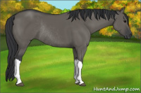 Horse Color:Grullo Rabicano 