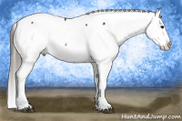 Horse Color:Brown Appaloosa 
