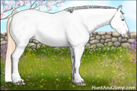 Horse Color:Gold Champagne Roan Dun Splash Tobiano Frame Appaloosa Rabicano