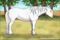 Horse Color:Silver Amber Champagne Roan Dun Splash Tobiano Frame Appaloosa Rabicano