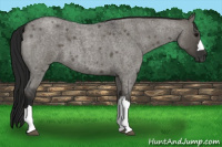Horse Color:Gray Grullo Roan 