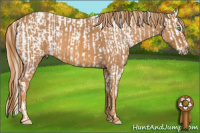 Horse Color:White Spotted Buckskin Pearl Frame Appaloosa Rabicano Brindle