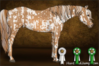Horse Color:White Spotted Brown Splash Frame Appaloosa Rabicano  Brindle