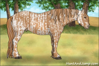 Horse Color:White Spotted Brown Frame Varnish Rabicano  Brindle