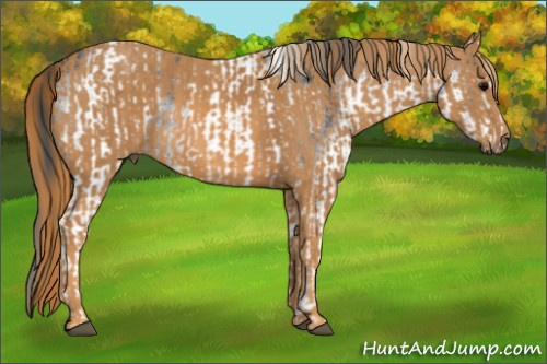 Horse Color: White Spotted Brown Snowcap Rabicano  Brindle
