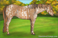 Horse Color:White Spotted Brown Appaloosa Rabicano  Brindle