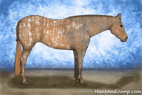 Horse Color:White Spotted Brown Frame Appaloosa Rabicano Brindle