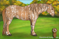 Horse Color:White Spotted Brown Frame Near Fewspot Rabicano  Brindle