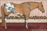 Horse Color:White Spotted Brown Frame Appaloosa Rabicano  Brindle