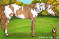 Horse Color:White Spotted Brown Frame Varnish Rabicano  Brindle