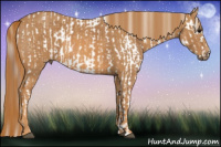 Horse Color:White Spotted Brown Frame Appaloosa Rabicano Brindle