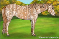 Horse Color:White Spotted Brown Frame Appaloosa Rabicano  Brindle