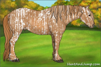 Horse Color:White Spotted Brown Frame Appaloosa Rabicano  Brindle