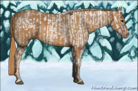 Horse Color:White Spotted Brown Frame Appaloosa Rabicano  Brindle