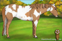 Horse Color:White Spotted Brown Frame Appaloosa Rabicano  Brindle