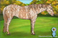 Horse Color:White Spotted Brown Frame Appaloosa Rabicano  Brindle