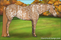 Horse Color:White Spotted Brown Frame Appaloosa Rabicano  Brindle