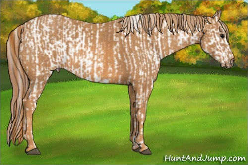 Horse Color: White Spotted Brown Near Fewspot Rabicano  Brindle