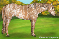 Horse Color:White Spotted Brown Appaloosa Rabicano Brindle