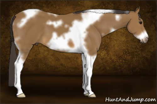 Horse Color: Unknown 