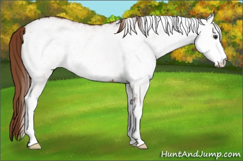 Horse Color: White Spotted Liver Chestnut 