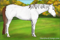 Horse Color:White Spotted Liver Chestnut 