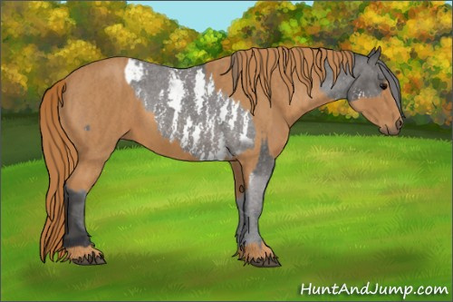 Horse Color: White Spotted Brown Frame Snowcap Rabicano  Brindle