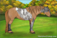 Horse Color:White Spotted Brown Frame Appaloosa Rabicano Brindle