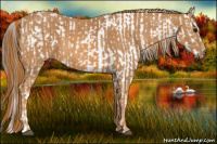 Horse Color:White Spotted Brown Frame Appaloosa Rabicano Brindle