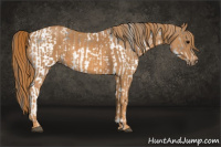 Horse Color:White Spotted Brown Frame Appaloosa Rabicano  Brindle