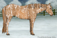 Horse Color:White Spotted Brown Frame Near Fewspot Rabicano  Brindle