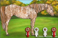 Horse Color:White Spotted Brown Frame Appaloosa Rabicano Brindle