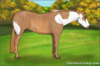 Horse Color:White Spotted Brown Frame Appaloosa Rabicano Brindle
