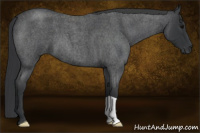 Horse Color:Blue Roan 