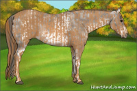 Horse Color:White Spotted Brown Frame Appaloosa Rabicano Brindle