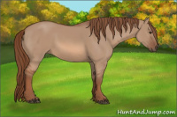 Horse Color:Red Dun