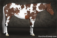 Horse Color:White Spotted Bay 