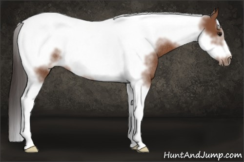 Horse Color: Bay Sabino Tobiano Frame Rabicano 