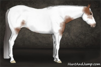 Horse Color:Bay Sabino Tobiano Frame Rabicano 
