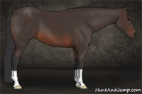 Horse Color:Brown 