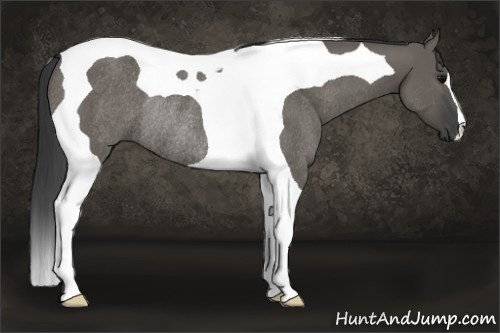 Horse Color: Grullo Tobiano Rabicano 