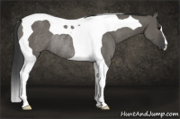 Horse Color:Grullo Tobiano Rabicano