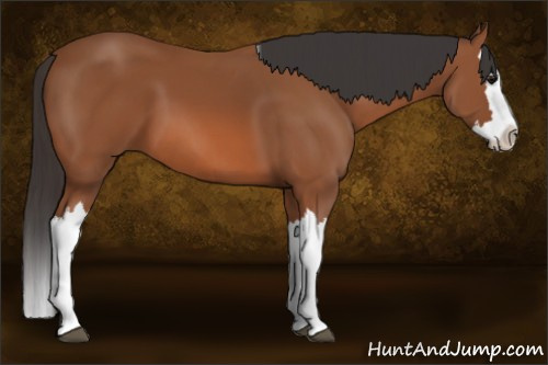 Horse Color: Bay Splash 
