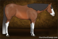 Horse Color:Bay Splash 