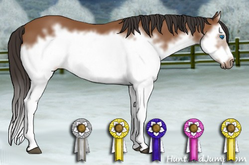 Horse Color: Bay Splash Frame 