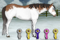Horse Color:Bay Splash Frame 