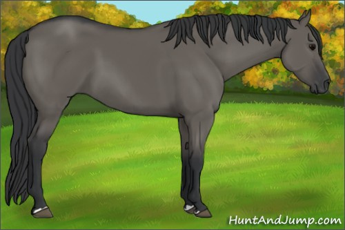 Horse Color: Brown Dun 