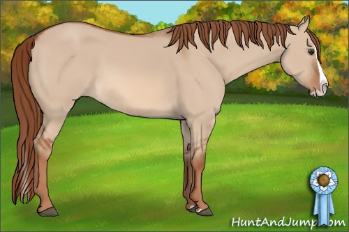 Horse Color: Red Dun Splash 