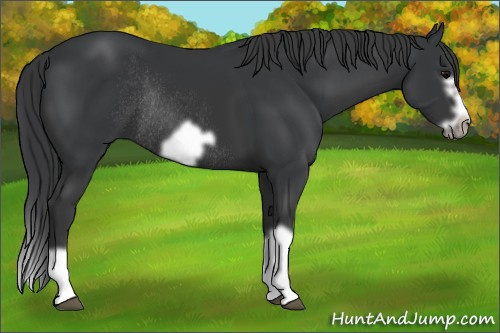 Horse Color: Black Splash Frame Rabicano 